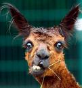 Awesome Llama
