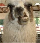 Funny Llama