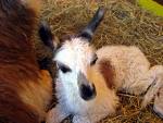 Baby Llama