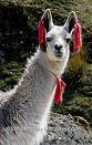 Dressy Llama