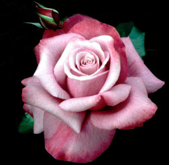 Flower 2