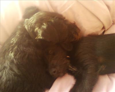 Two patterdale