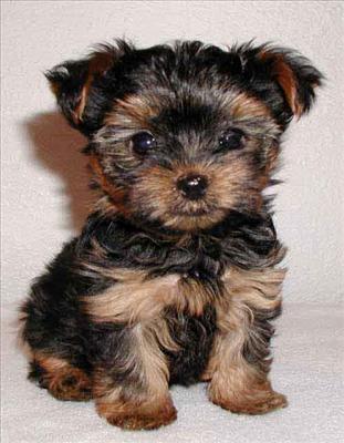 Yorkshire Terrier