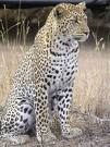leopar