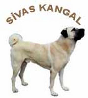 Sivas Kangal