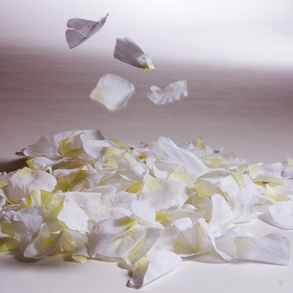 White Rose