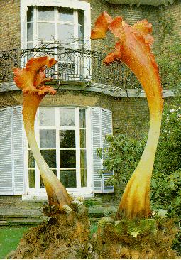 Large Triffid