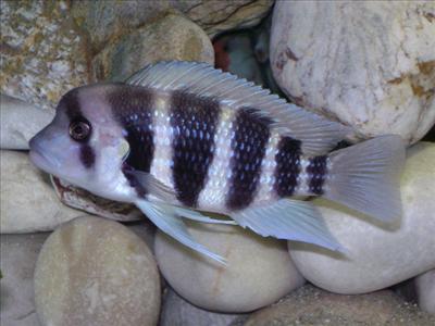 Frontoza 