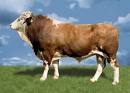 Bull