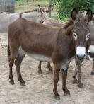 Donkey