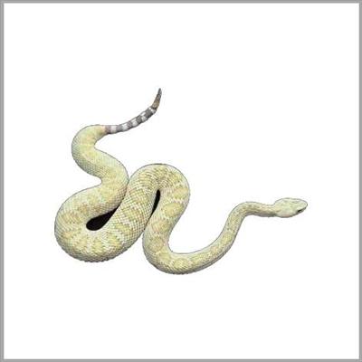 Serpente a sonagli