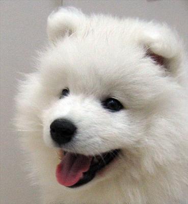 Sweety samoyed