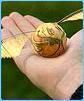 Golden snitch