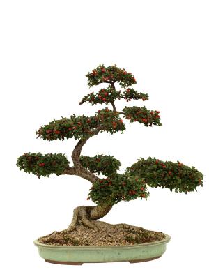 Banzai tree