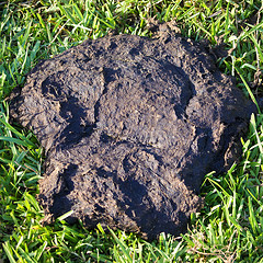 Cow Pie