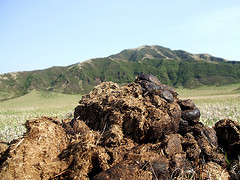Mountain of Crap