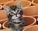 Kitty Cat
