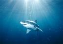 shark
