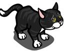 Black Kitten