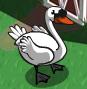 Swan