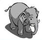 Baby Elephant