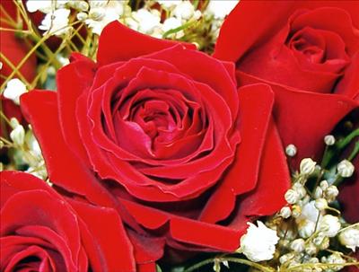 Red rose