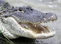 Aligator