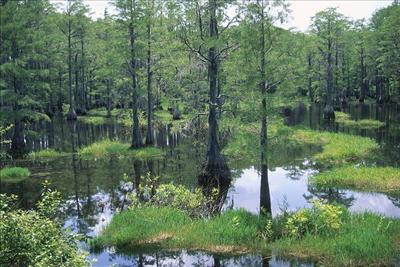 Swampy Forest