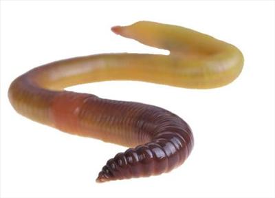 Fishing Bait