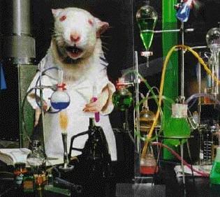 Lab Rat