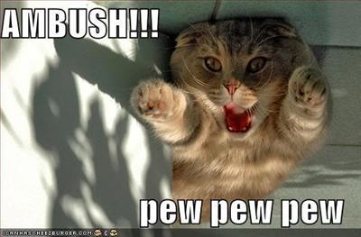 a cat 