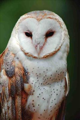 High St Owl