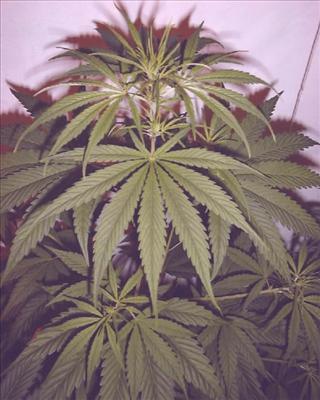 Weed