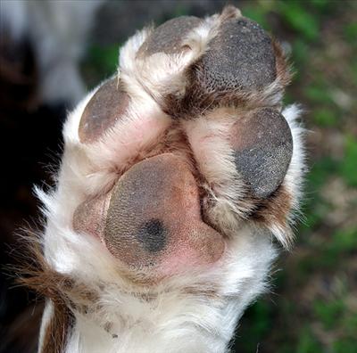 prestigiosa zampa di cane placcata in argento che porta fortuna