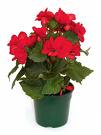 Pot Plant