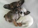 Dogs