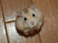 Cute Mouse