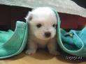 Cute dog