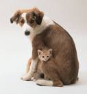 A dog and a cat