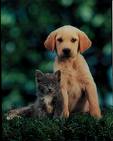 A dog and a cat 3
