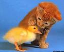 A cat and a chick