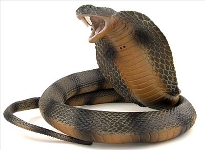A Cobra