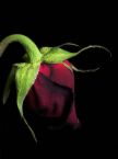dead rose