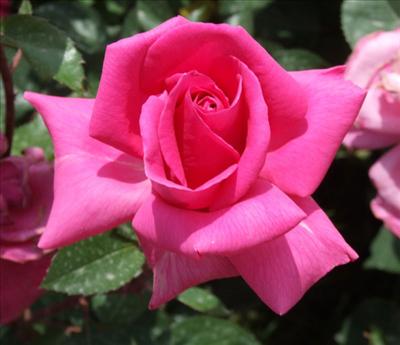 PEMBE GÜL 