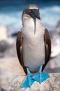 Blue-footed Booby