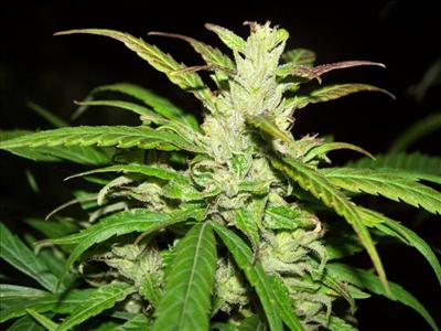 Marry Jane