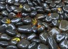 Wet Rocks