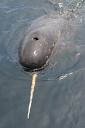 Narwhal