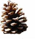 Pinecone