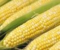 Cob of Corn
